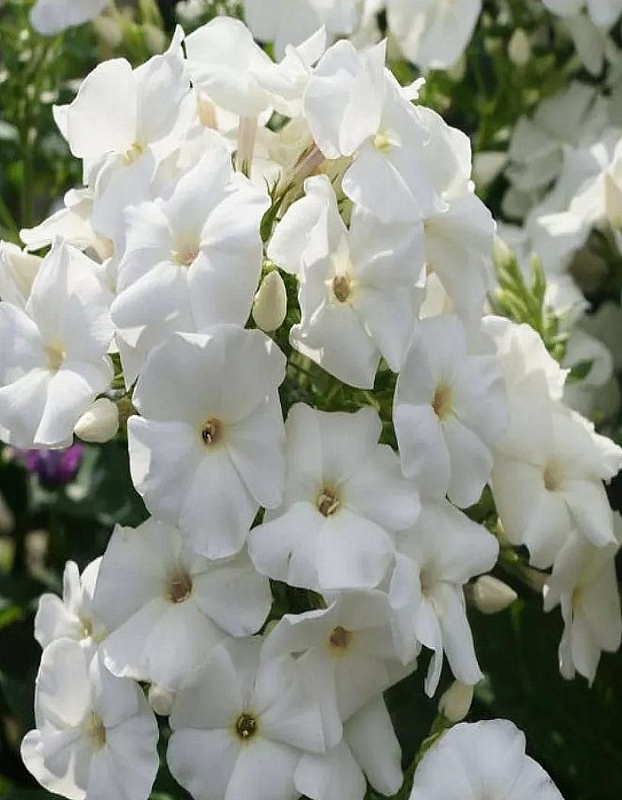 Флокс Пина Колада 